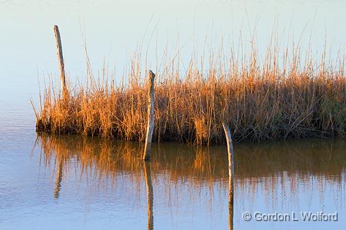 Wetland Hammock_29679.jpg - Magic Ridge Bird SanctuaryPhotographed along the Gulf coast near Port Lavaca, Texas, USA.